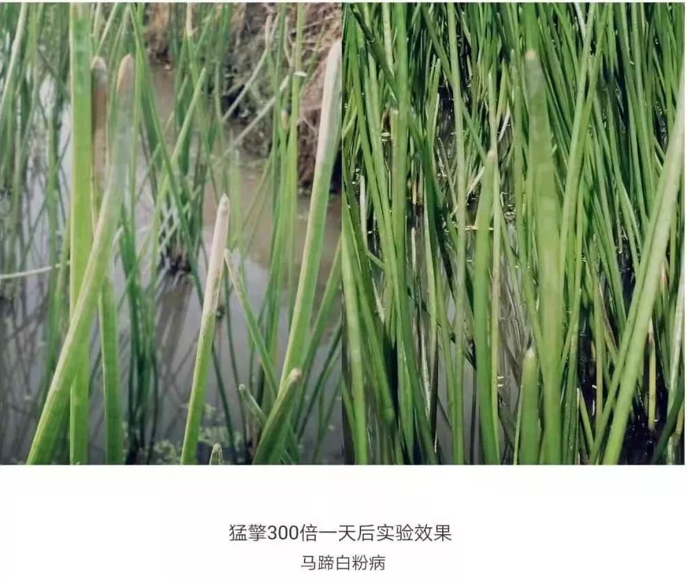 强力除青苔,除青苔的好处