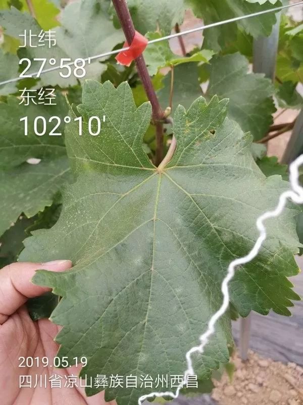 强力除青苔,除青苔的好处