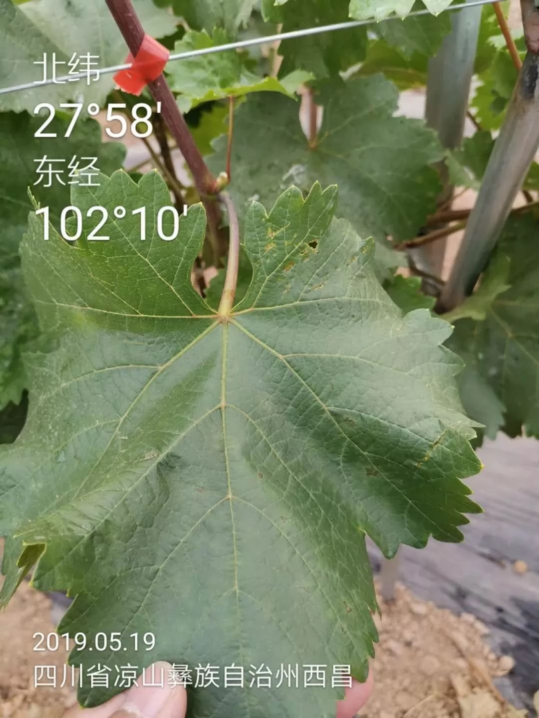 强力除青苔,除青苔的好处