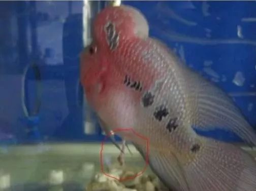 罗汉鱼肠炎用诺氟沙星,罗汉鱼肠炎游不起来了