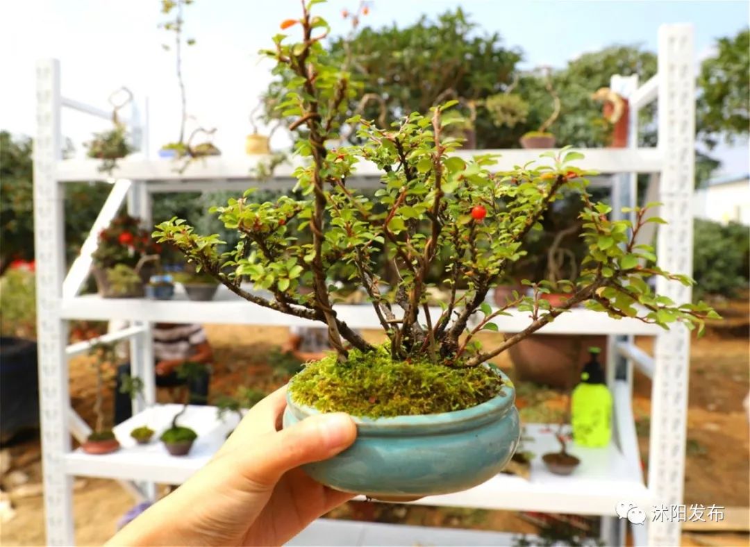 娌槼鏃呮父璺嚎鎺ㄨ崘,姹熻嫃娌槼鏃呮父鏀荤暐璺嚎