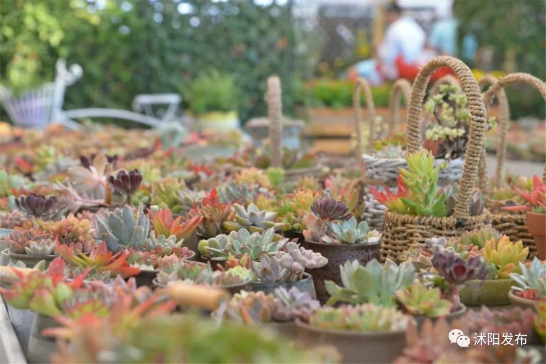 娌槼鏃呮父璺嚎鎺ㄨ崘,姹熻嫃娌槼鏃呮父鏀荤暐璺嚎