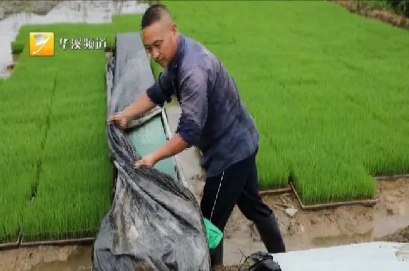 身边永康人:祖祖辈辈扎根做农民——李维哲