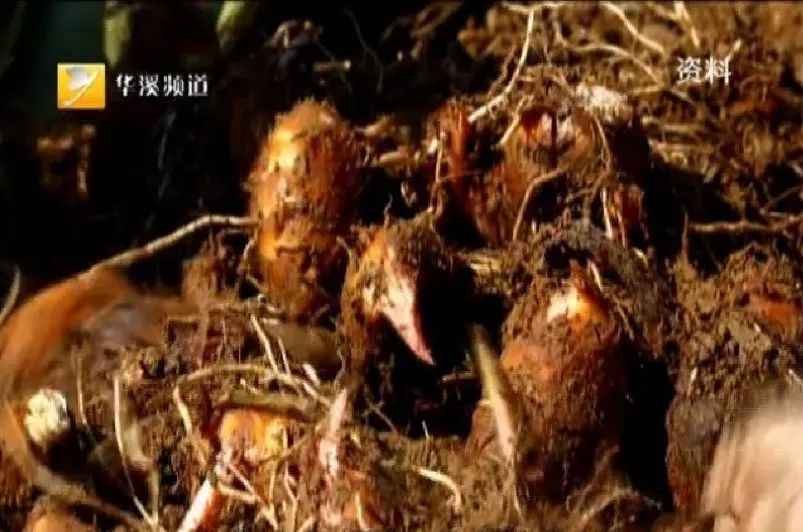 身边永康人:祖祖辈辈扎根做农民——李维哲