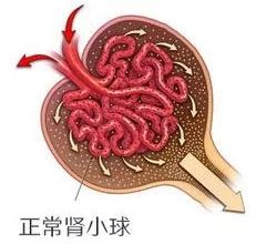 吃增肌粉会导致肌酐增高吗,哪些健身补剂吃多了肌酐容易升高