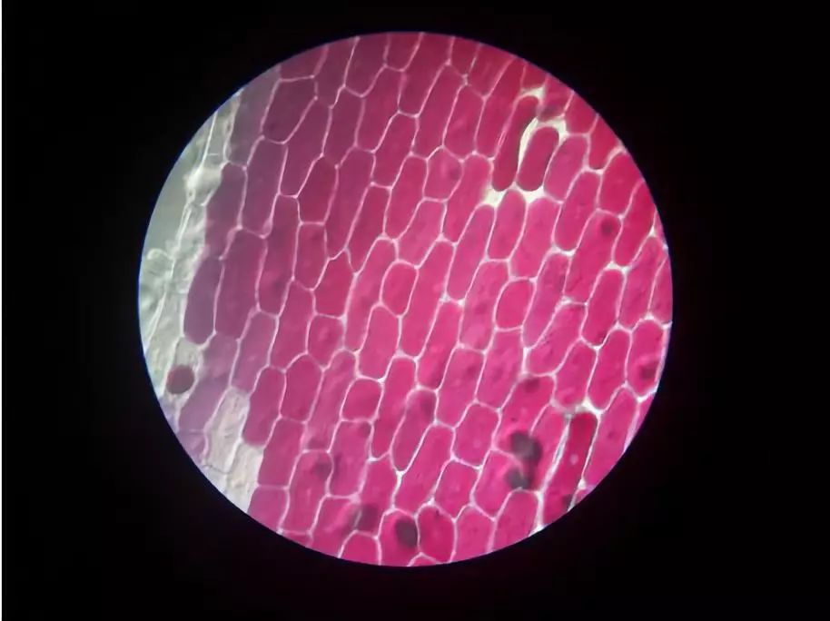 可以放大60倍的微小显微镜,显微镜最大可以放大5000倍