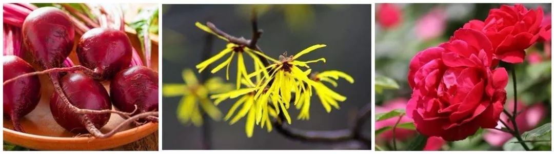 这款急救弹性蛋白贴,每天一片赶走干纹,还你天鹅美颈