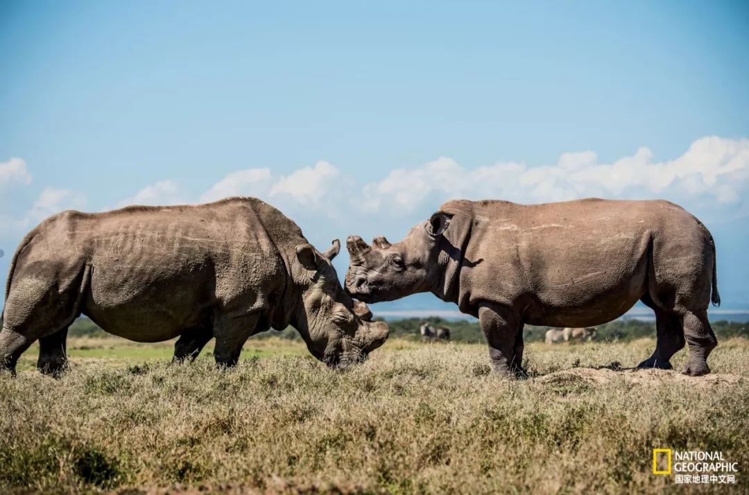 这些犀牛，看一次就忘不掉了
