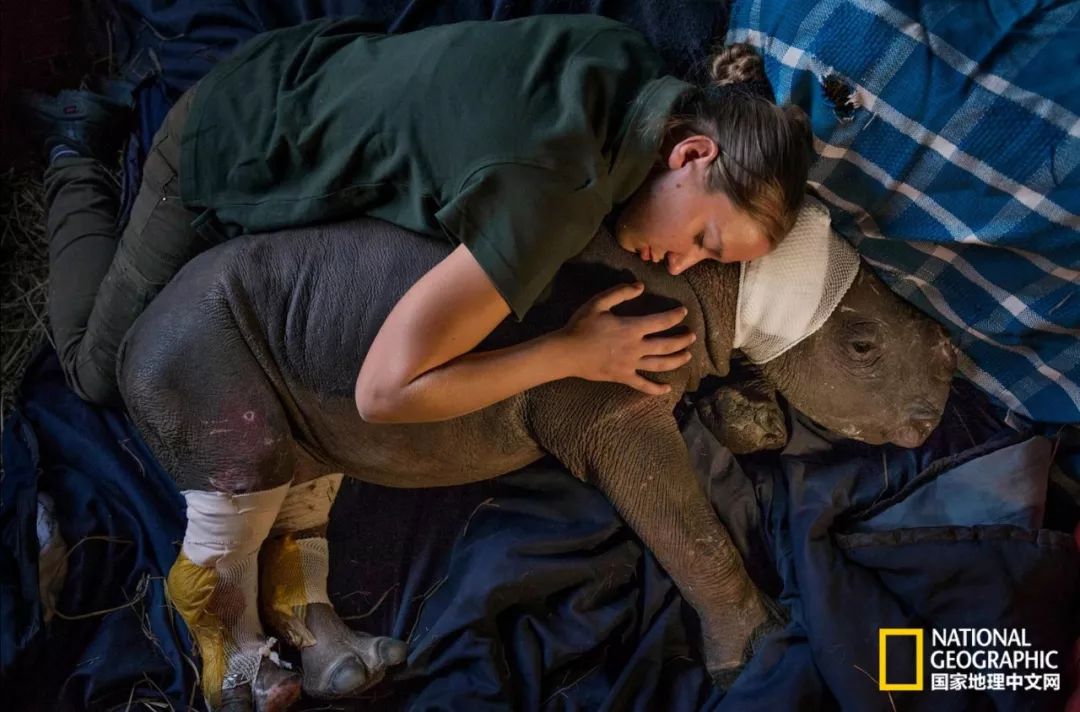 这些犀牛，看一次就忘不掉了