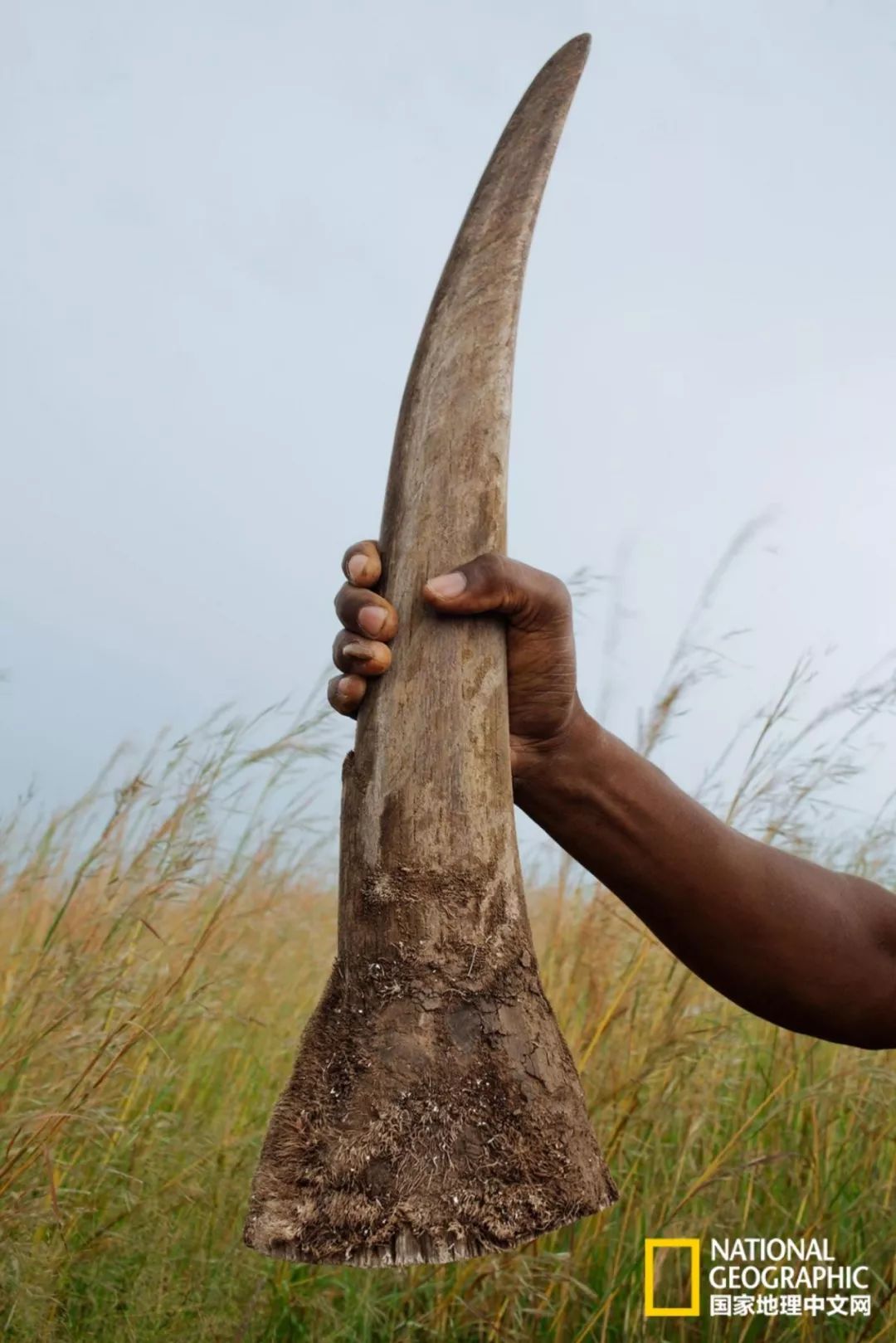 这些犀牛，看一次就忘不掉了