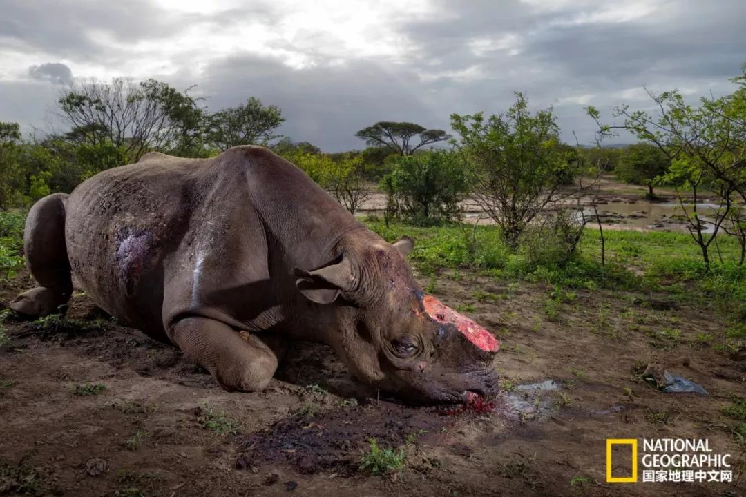 这些犀牛，看一次就忘不掉了