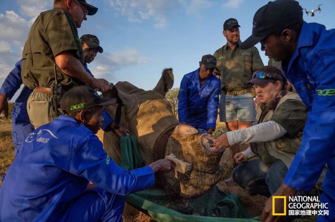 这些犀牛，看一次就忘不掉了