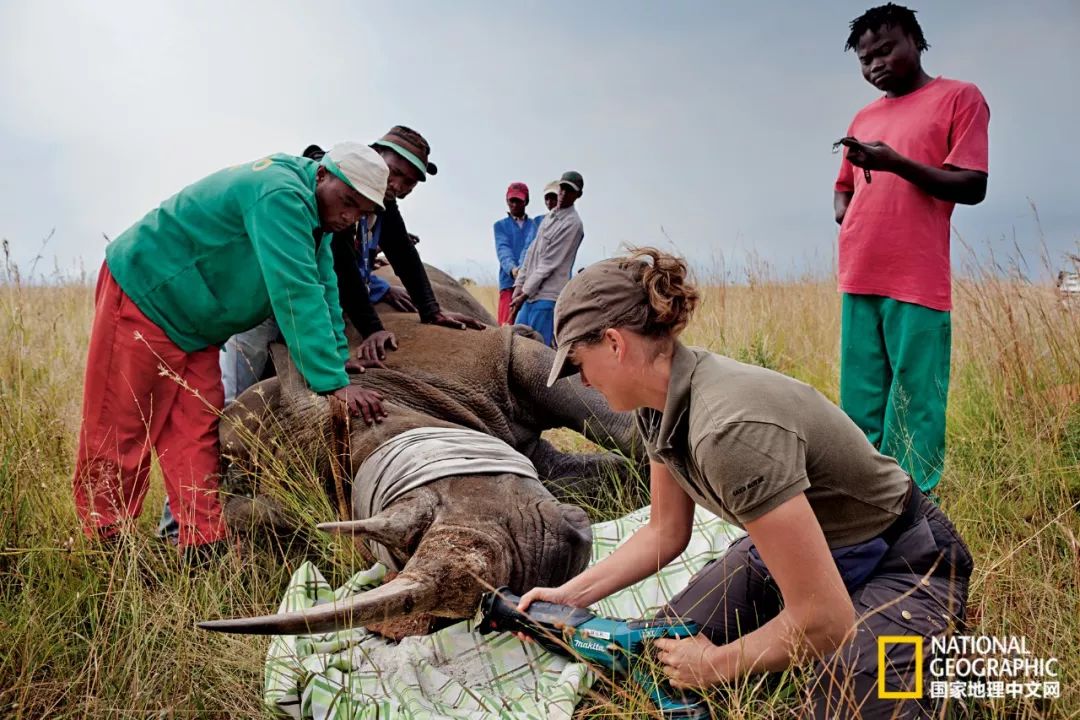 这些犀牛，看一次就忘不掉了