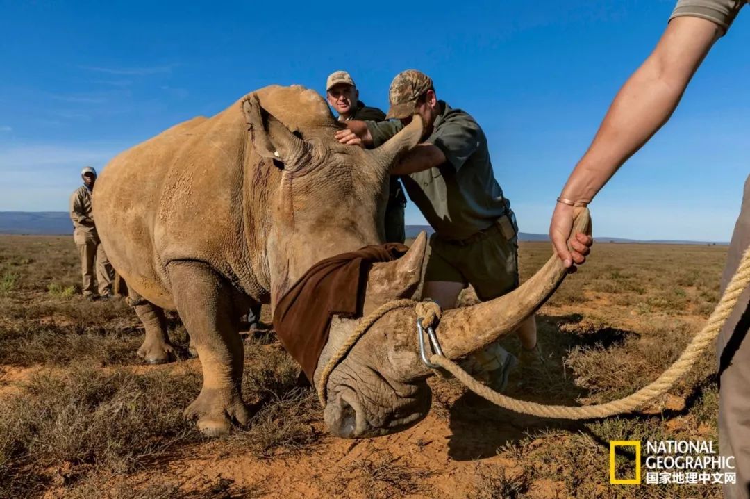 这些犀牛，看一次就忘不掉了