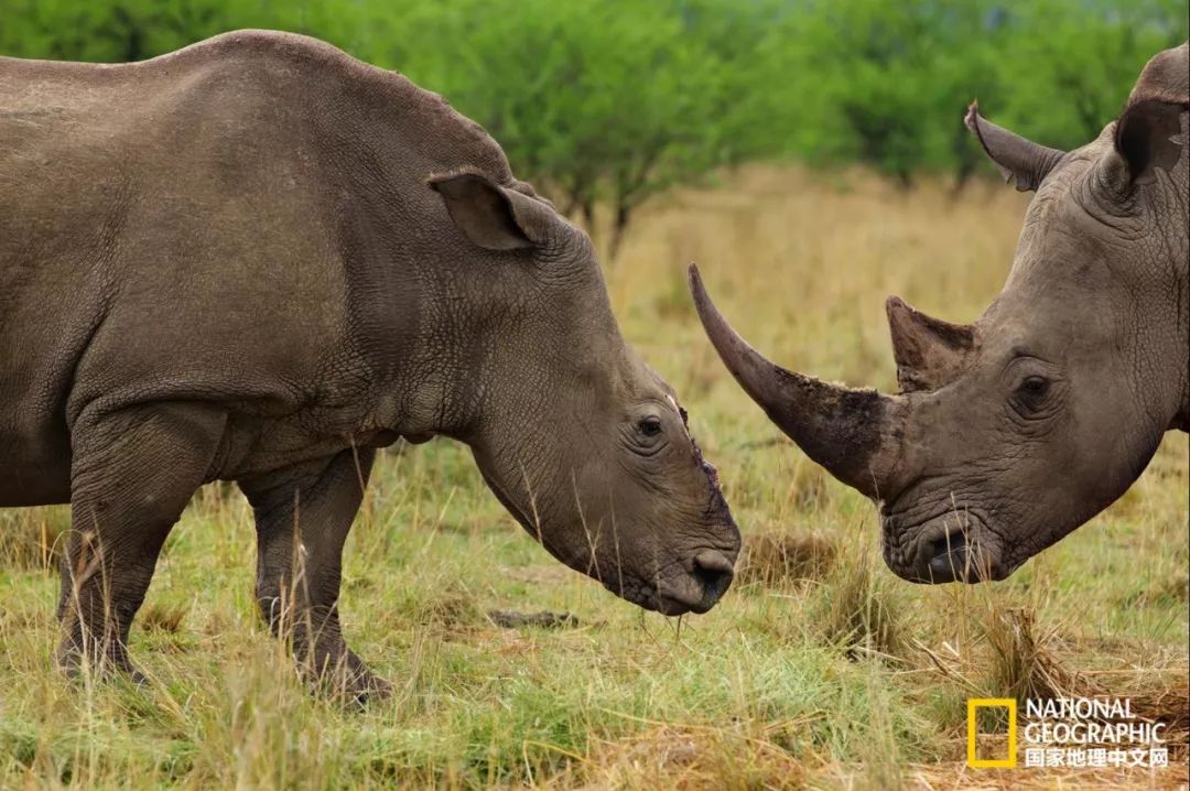 这些犀牛，看一次就忘不掉了