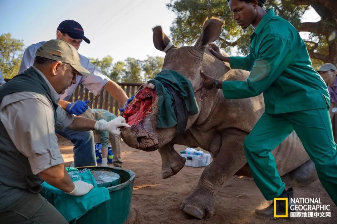 这些犀牛，看一次就忘不掉了