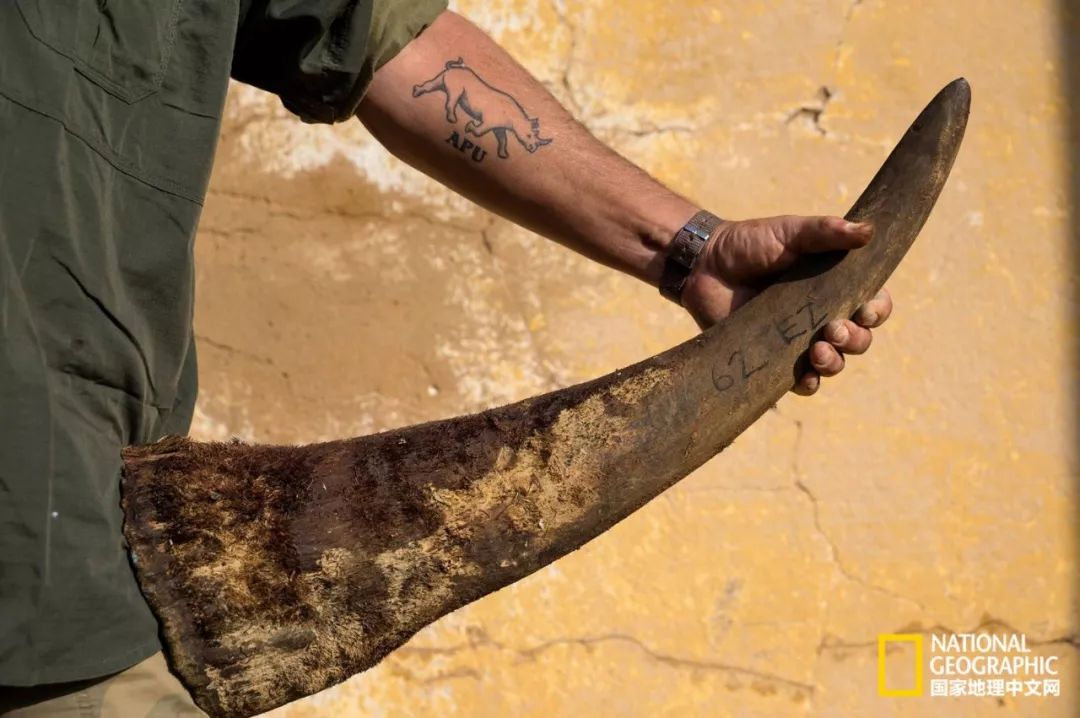 这些犀牛，看一次就忘不掉了