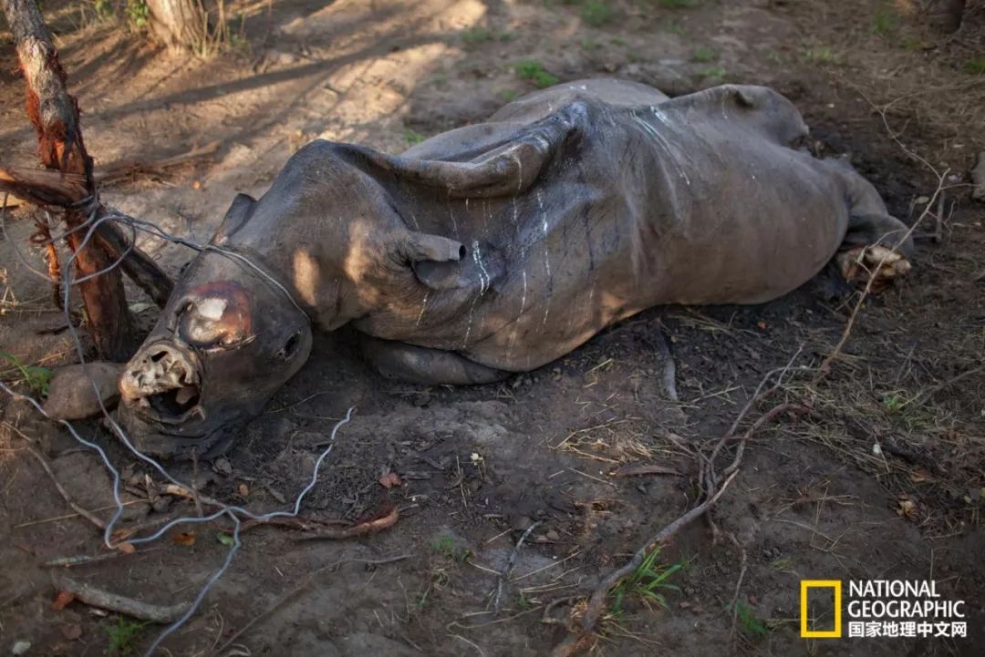 这些犀牛，看一次就忘不掉了