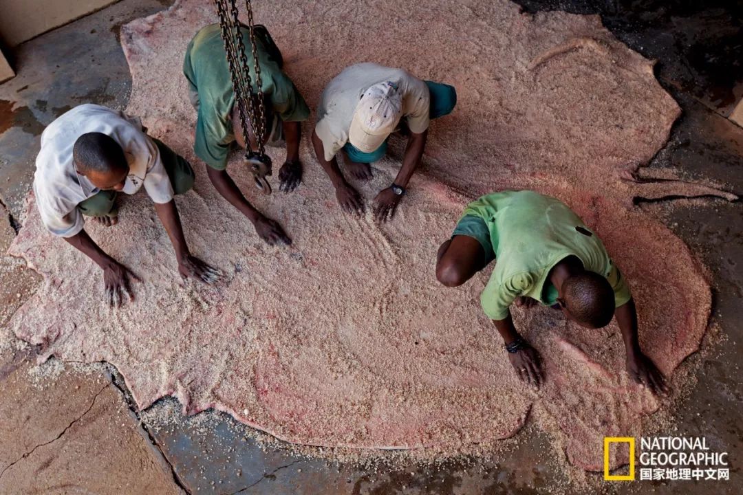 这些犀牛，看一次就忘不掉了