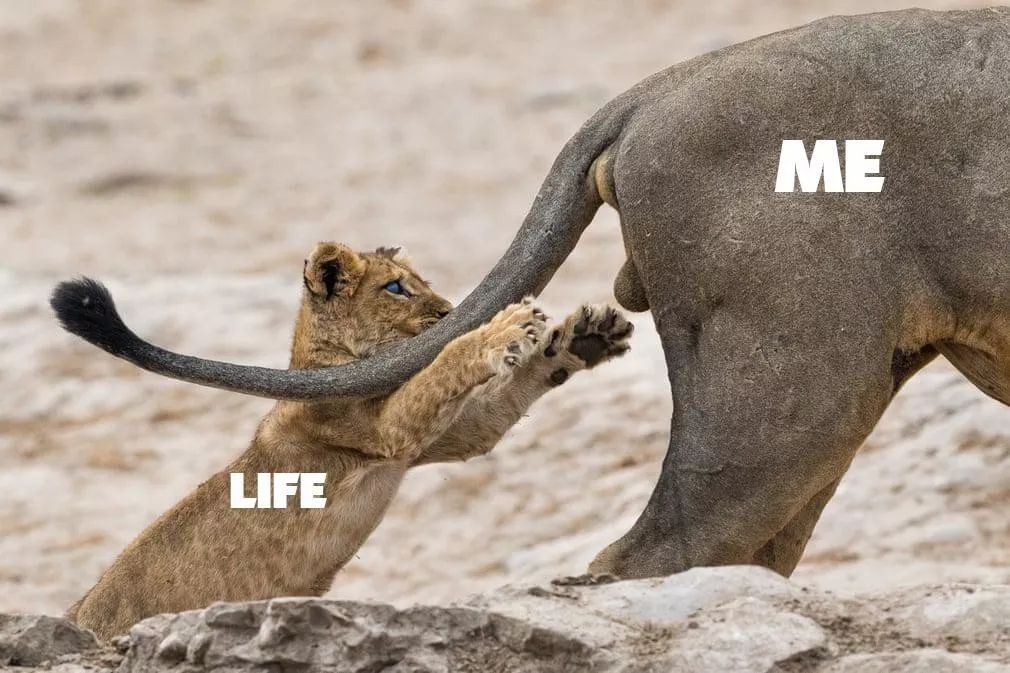 2019不正经摄影大赛引全网爆笑!40张动物黑历史被6万网友制成表情包....