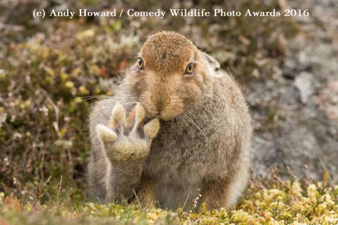 2019不正经摄影大赛引全网爆笑!40张动物黑历史被6万网友制成表情包....