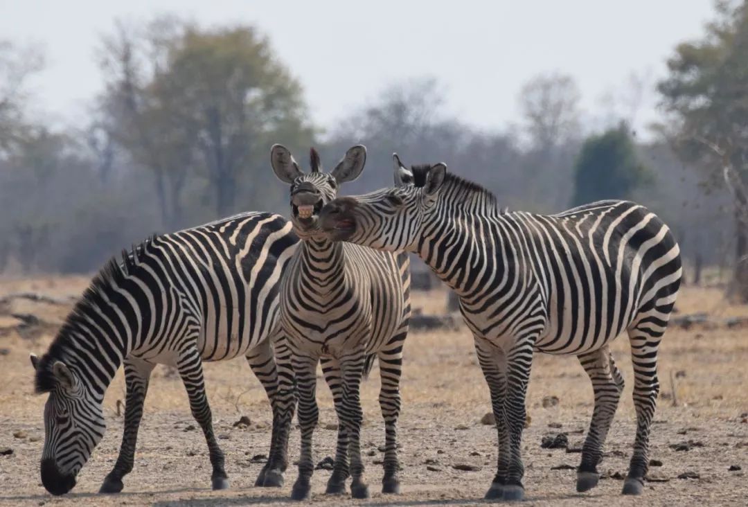 2019不正经摄影大赛引全网爆笑!40张动物黑历史被6万网友制成表情包....