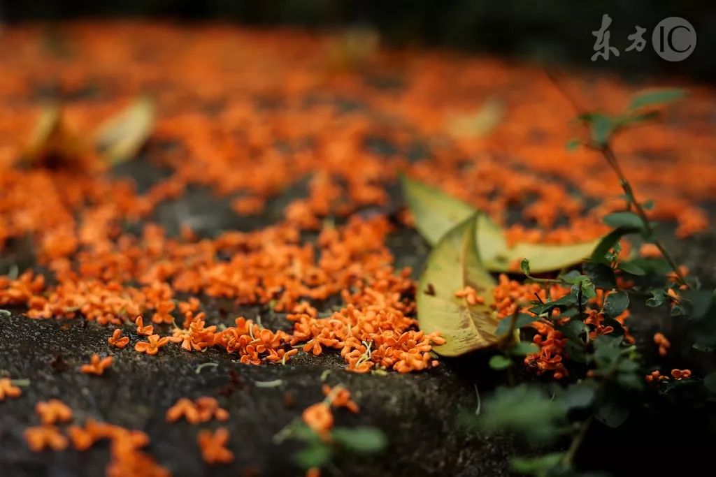 中国农民丰收节秋分节气同一天,二十四节气秋分也是农民丰收节