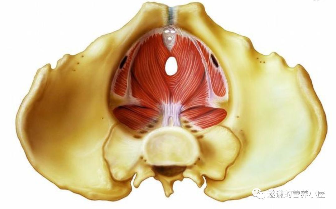 医学知识科普排便,排便困难病人的健康宣教