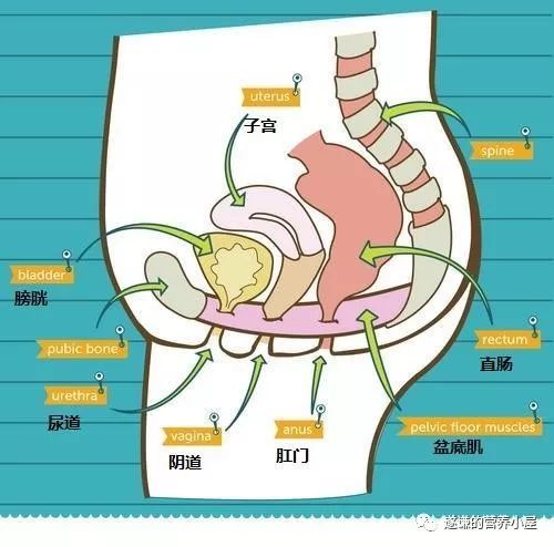 医学知识科普排便,排便困难病人的健康宣教