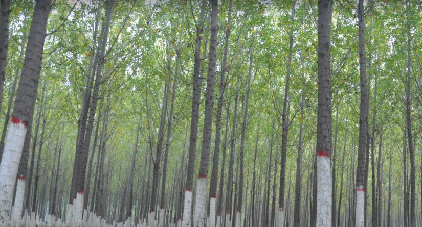 大厂县星河森林,大厂星河森林公园怎么走