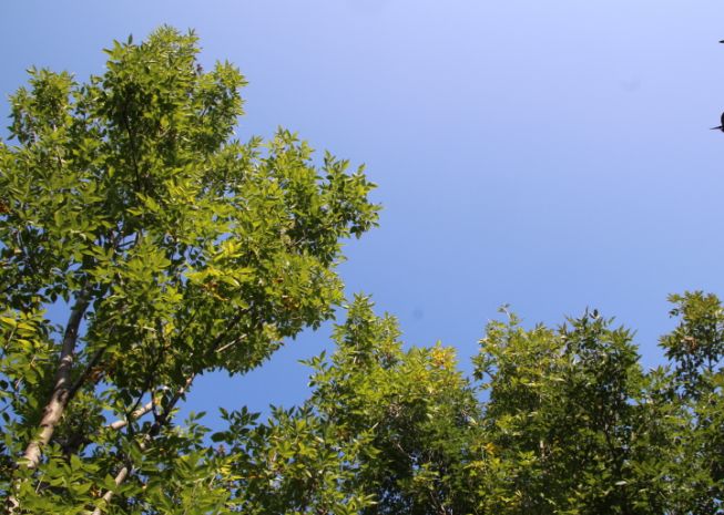 大厂县星河森林,大厂星河森林公园怎么走