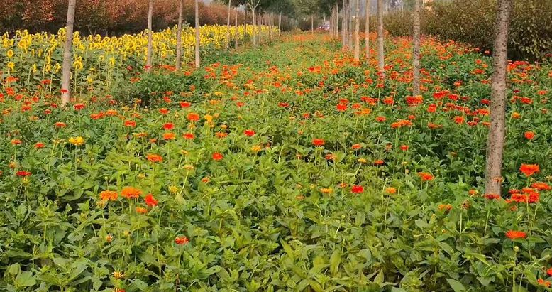 大厂县星河森林,大厂星河森林公园怎么走