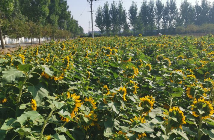 大厂县星河森林,大厂星河森林公园怎么走