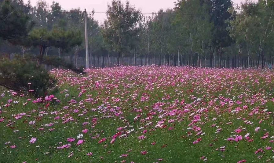 大厂县星河森林,大厂星河森林公园怎么走