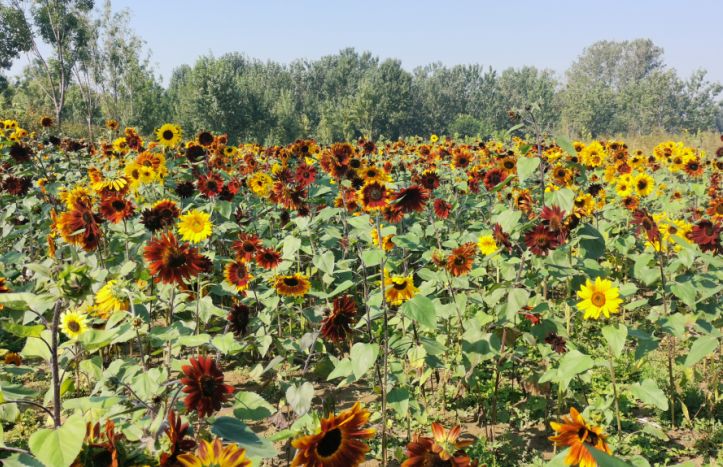 大厂县星河森林,大厂星河森林公园怎么走