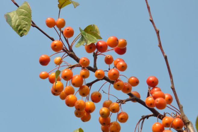 大厂县星河森林,大厂星河森林公园怎么走