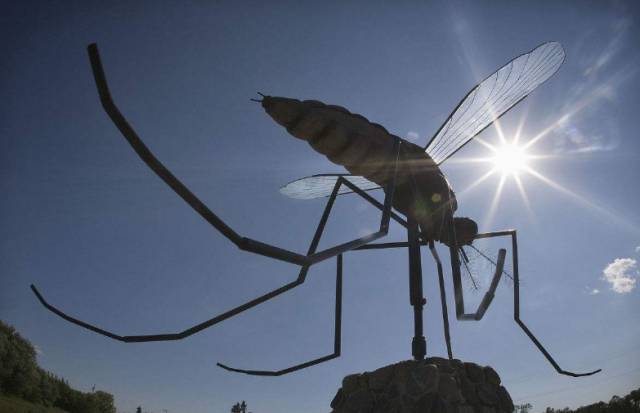 低毒室外灭蚊最有效的方法,最有效灭蚊的方法