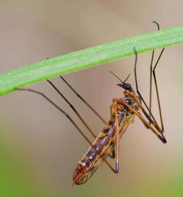 低毒室外灭蚊最有效的方法,最有效灭蚊的方法
