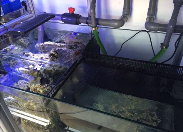 1.5米的大缸,1.5米大缸溪流造景