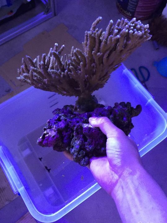 1.5米的大缸,1.5米大缸溪流造景