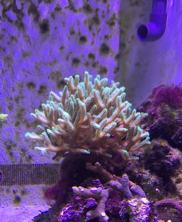 1.5米的大缸,1.5米大缸溪流造景