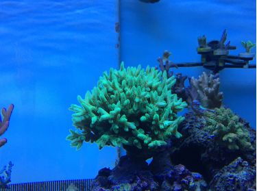 1.5米的大缸,1.5米大缸溪流造景