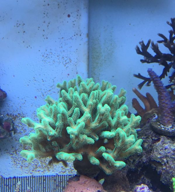 1.5米的大缸,1.5米大缸溪流造景