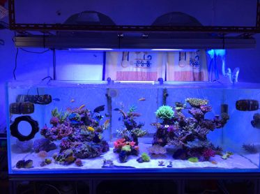 1.5米的大缸,1.5米大缸溪流造景