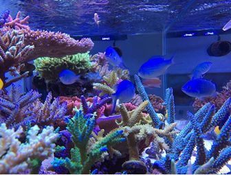 1.5米的大缸,1.5米大缸溪流造景