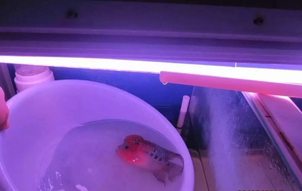 梭菌性肠炎的症状用什么药治疗,慢性肠炎怎么治疗好能彻底去根