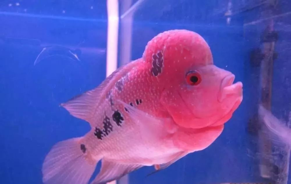 梭菌性肠炎的症状用什么药治疗,慢性肠炎怎么治疗好能彻底去根