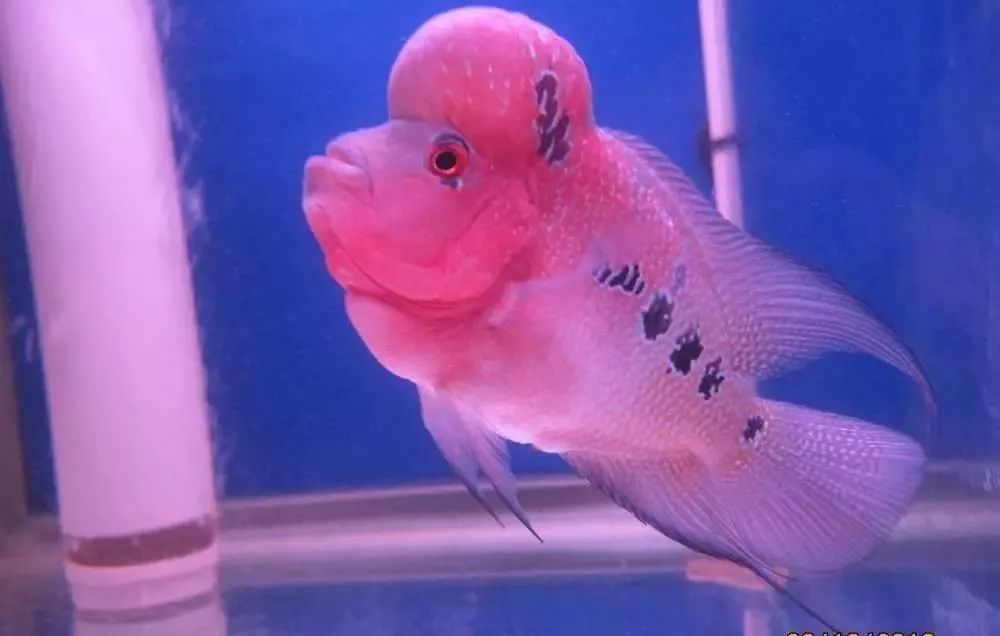 梭菌性肠炎的症状用什么药治疗,慢性肠炎怎么治疗好能彻底去根