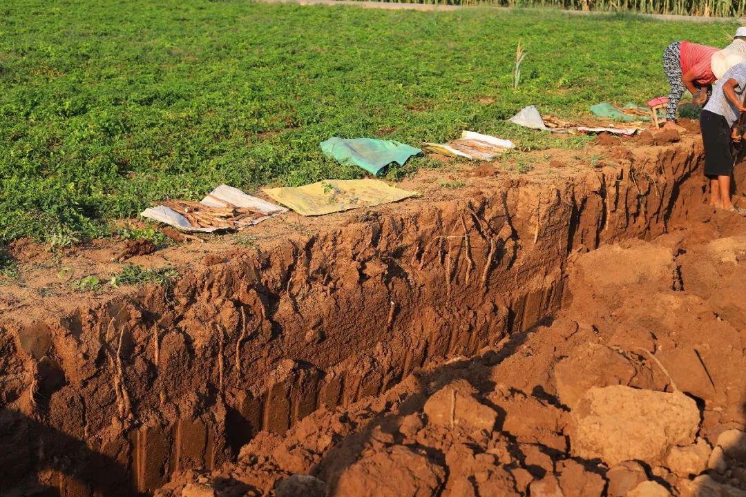 闪购|秋季滋补哪家强？当令食材之铁棍山药、板栗南瓜可以有