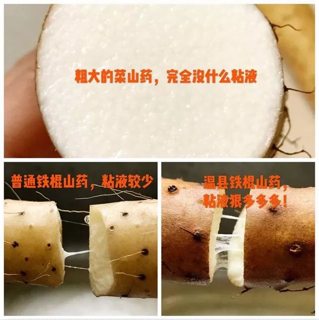 闪购|秋季滋补哪家强？当令食材之铁棍山药、板栗南瓜可以有